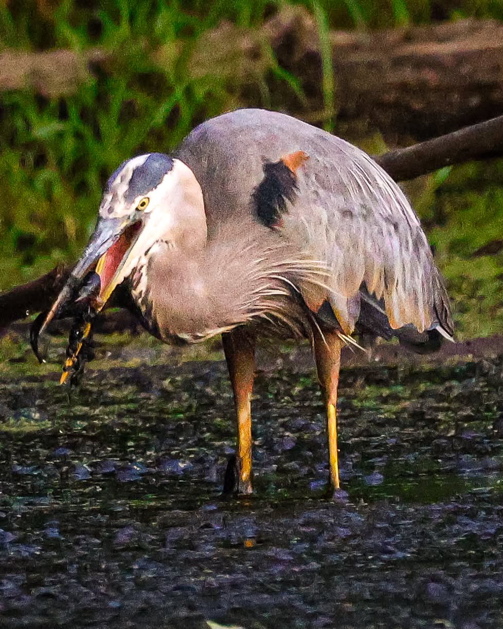Great blue heron standing in shallow water with a fresh catch in its beak.