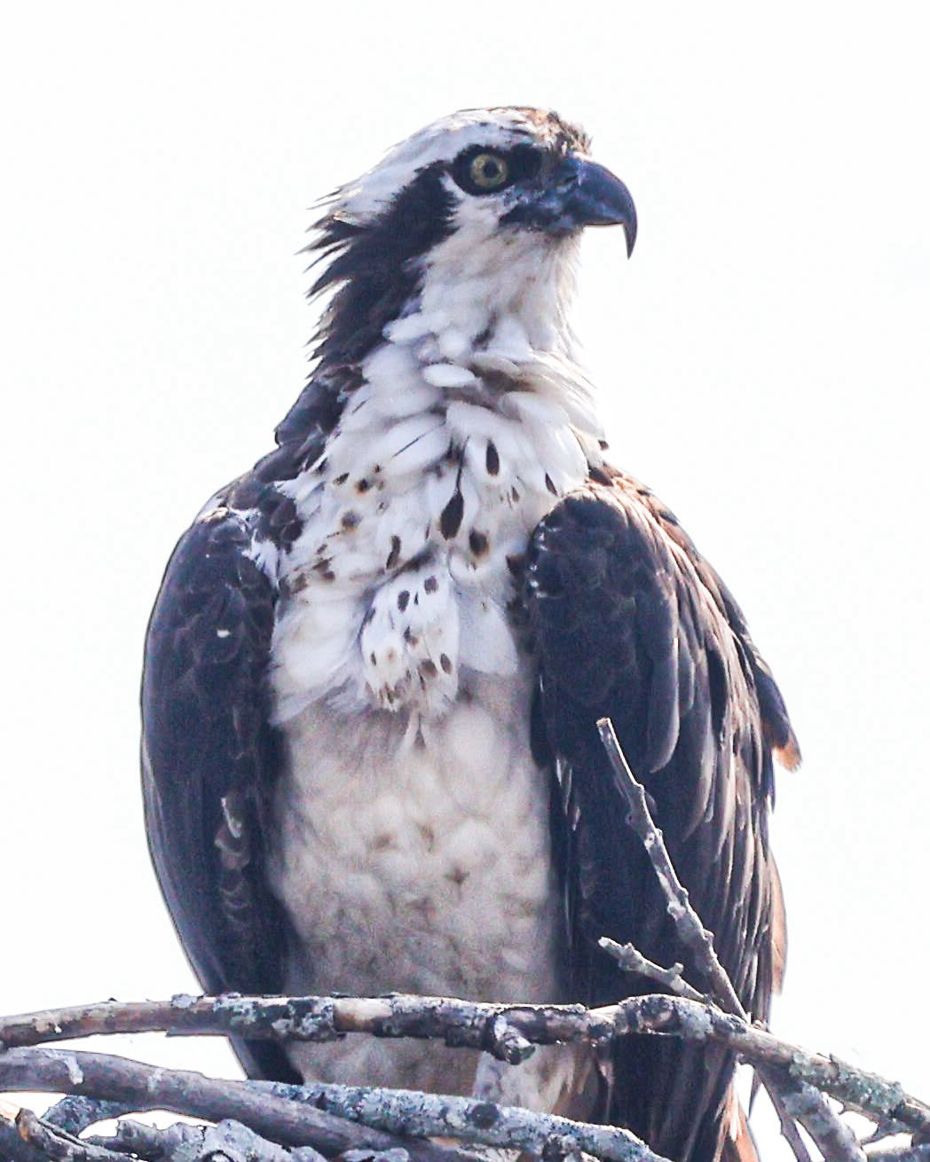 Osprey perched on its nest, feathers ruffled against a pale sky.