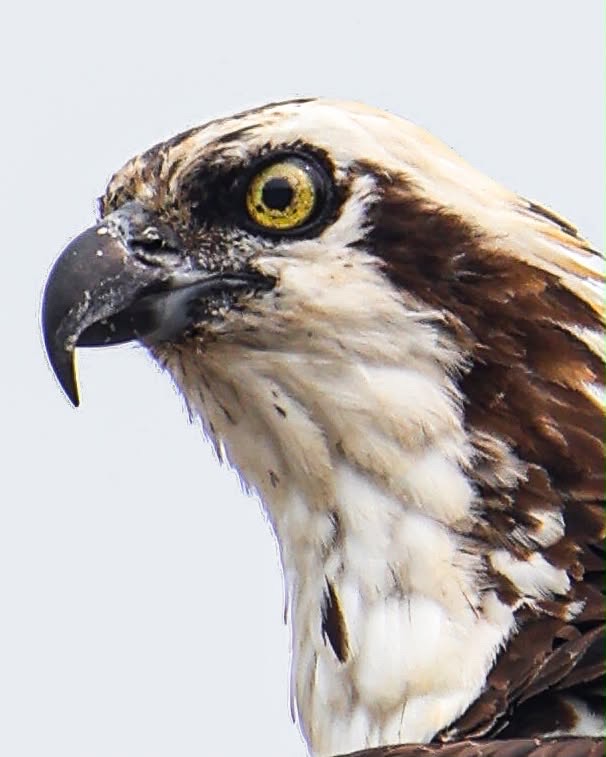 Close-up portrait of an osprey in profile with a piercing yellow eye.
